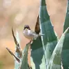 La Fauvette mélanocéphale vit principalement dans le **Sud-Est de la France**.