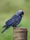 Sa nuque et l'arrière de la tête sont **gris**.