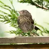 Le **juvénile** a très **peu de gris** dans son plumage et sa poitrine est **striée de brun**.