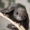 Contrairement aux hirondelles qui ont un plumage contrasté, il a le **plumage uniforme**, de couleur **brun-noir**.