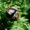 Le Moineau domestique a la calotte et les joues **grises**, une nuque **brune** et une bavette **noire**.
