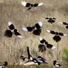 Elle n'est **pas très douée en vol**. Plutôt **lente et irrégulière**, elle ne vole jamais très haut avec ses ailes courtes et arrondies.