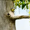 Les nids de pics abandonnés sont souvent **utilisés par d'autres oiseaux**.