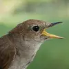 Le Rossignol philomèle a la tête **brun clair** , des **yeux noirs** avec un **cercle oculaire clair**.