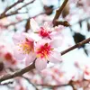 Au printemps, elle se suspend aux **fleurs d'amandiers** pour en extraire le **nectar**.