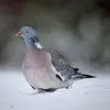 **En hiver**, le ramier peut passer **presque toute la journée** à chercher de la nourriture.
