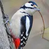 Les plumes sous-caudales et le bas-ventre sont **rouges**.