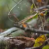 On trouve le Rouge-gorge dans les **sous-bois**&nbsp; et les massifs d'arbustes des **forêts de feuillus ou mixtes**. 
