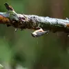 Elle se déplace aussi sur la **partie inférieure des branches**.