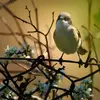 Ce changement pourrait être dû au **réchauffement climatique** et au **nourrissage** des oiseaux en hiver.