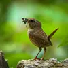 Le Troglodyte mignon se nourrit d'**insectes et d'araignées** dans les buissons.