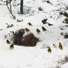 Le Bruant jaune se déplace en **petit groupe en hiver**.
