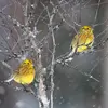 C'est une espèce **sédentaire** ou **migratrice de courte distance**.