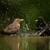 La femelle a le plumage **brun foncé**, sans avoir de cercle oculaire jaune.