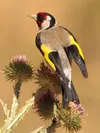 Ses ailes sont **noires** avec une bande alaire **jaune**.