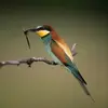 Il se nourrit aussi d'autres insectes comme les **mouches, libellules, papillons**...