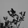 On remarque le Pouillot fitis à son **chant** plutôt qu'à son plumage gris-brun.