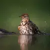 C'est une espèce **sédentaire** ou parfois **migratrice de moyenne distance**.