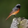 Le dessus de la tête, le dos et les ailes sont **gris**.