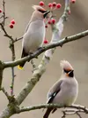 Sa huppe de plumes est **longue, érectile, fréquemment dressée** sur la tête.