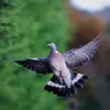 Pendant son **vol nuptial**, il s'élève rapidement en **frappant ses ailes**, et redescend en **planant**, queue et ailes  en éventail.