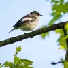 Il vit dans les **bois clairs de feuillus, les vergers** et les **parcs et jardins**.