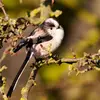 Son dos et ses petites ailes **rondes** sont **noires**, avec un peu de **blanc et de rose**.