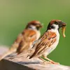 Il a un régime **omnivore** : il mange de tout (graines, petits animaux, fruits, bourgeons).