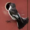 Le mâle **vole autour du trou ou du nichoir qu'il a choisi** et essaie d'attirer une femelle, principalement grâce aux couleurs de son plumage. 