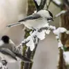 C'est parfois des **couples de même sexe**, qui passent l’**hiver** ensemble.
