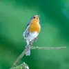 Contrairement à la plupart des oiseaux, **la femelle chante** ! Elle émet un **chant de défense de son territoire** avec autant de détermination que le mâle.