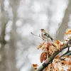 On peut l'entendre chanter **dès le mois de février**.