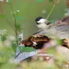 La **“mésange des saules”** vit dans les plaines du nord.