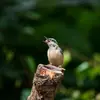 Le chant de la Sittelle torchepot est un rythme **sifflé "tuituituitui" ou "tiutiutiu"** lent ou rapide avec parfois des trilles.