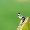 Elle peut produire un chant plus long avec plus de répétitions : "titu-titu-titu-titu".