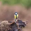  Sa ligne verticale sur le ventre permet de la **différencier** de la Mésange noire ou de la Mésange bleue.