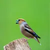 Perché ou en vol, le Grosbec casse-noyaux pousse parfois des cris **perçants plus ou moins brefs "tsic"** 