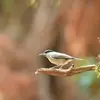 Le **nid en coupe** est fait d’herbe, de plumes et de poils.