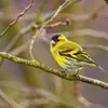 Il chante en général **en haut des arbres ou en vol**, dès la **fin du mois de janvier**.