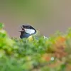 Durant toute l'année les oiseaux poussent des **cris** pour **communiquer** : signaler leur position, prévenir un danger, pour se défendre...
