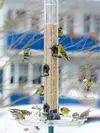 Il visite les mangeoires plutôt à la **fin de l'hiver**.