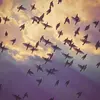 En vol, on le confond souvent avec les **nuées d'étourneaux**.