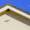 Elle niche contre les **rochers** et les **façades extérieures des habitations** souvent dans l'avant-toit ou le coin d'une fenêtre, d'où son nom ! 