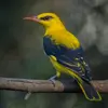 avec les ailes et la queue **noires**.