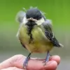 Chez les **juvéniles** (jeune oiseau qui a développé son premier plumage complet mais n’a pas encore son plumage adulte) les couleurs sont **plus ternes**.  