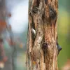Il niche dans les fissures des **arbres et nichoirs**.