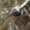 Elles sont très **acrobatiques** dans les arbres et les arbustes.