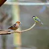 Il est bien **plus grand qu'une Mésange charbonnière**.