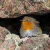 Il installe son nid dans les **trous d'arbres et de murs, les haies, les arbustes** et même les boîtes aux lettres.