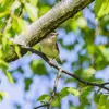 La Fauvette des jardins est discrète et furtive.